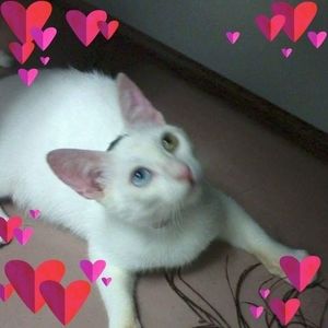 Meet your Posher, Diane